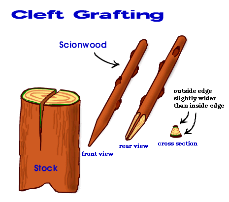 cleft graft tree