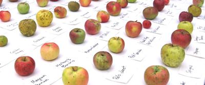Apples of Uncommon Character: Heirlooms, Modern Classics, and Little-Known  Wonders
